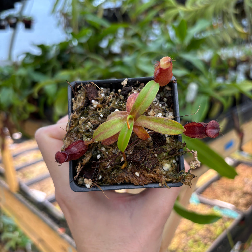 [A846] Nepenthes (diabolica x hamata) x edwardsiana