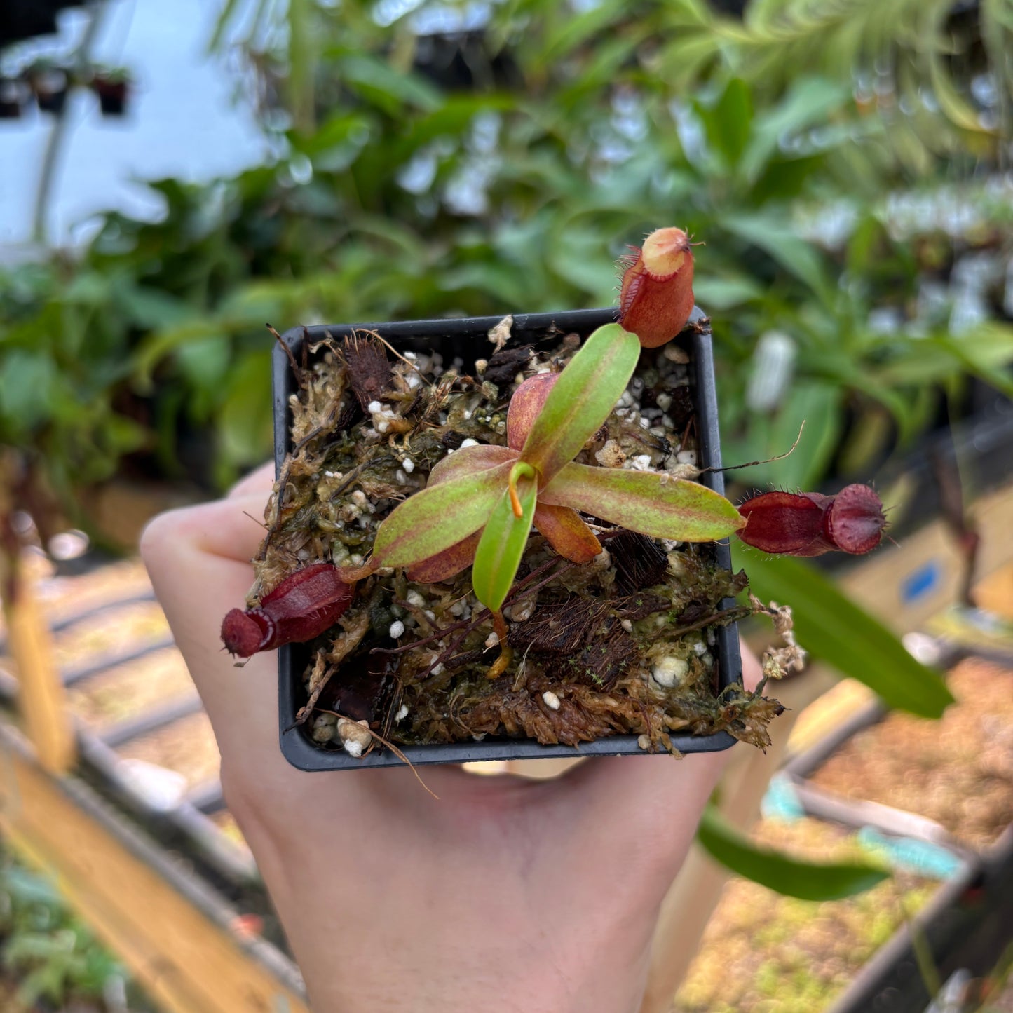 [A846] Nepenthes (diabolica x hamata) x edwardsiana