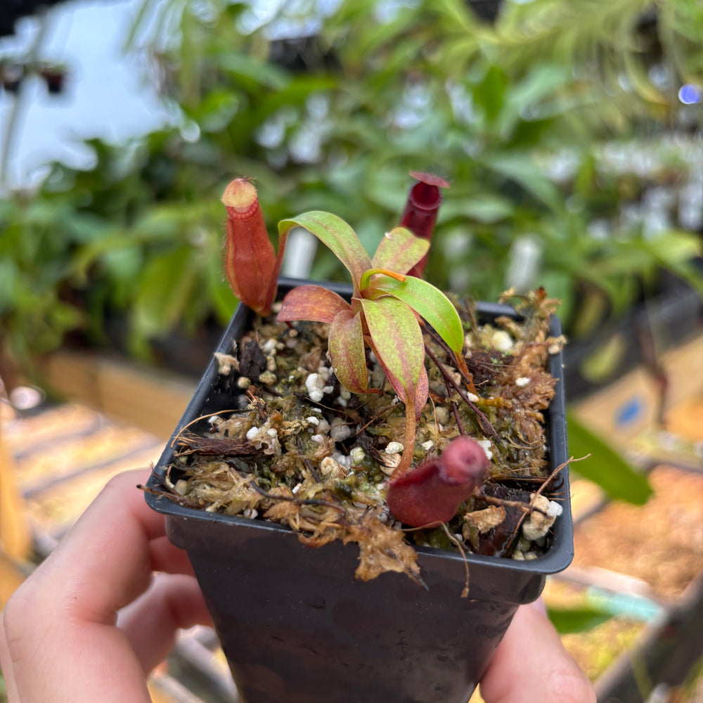 
                      
                        [A846] Nepenthes (diabolica x hamata) x edwardsiana
                      
                    