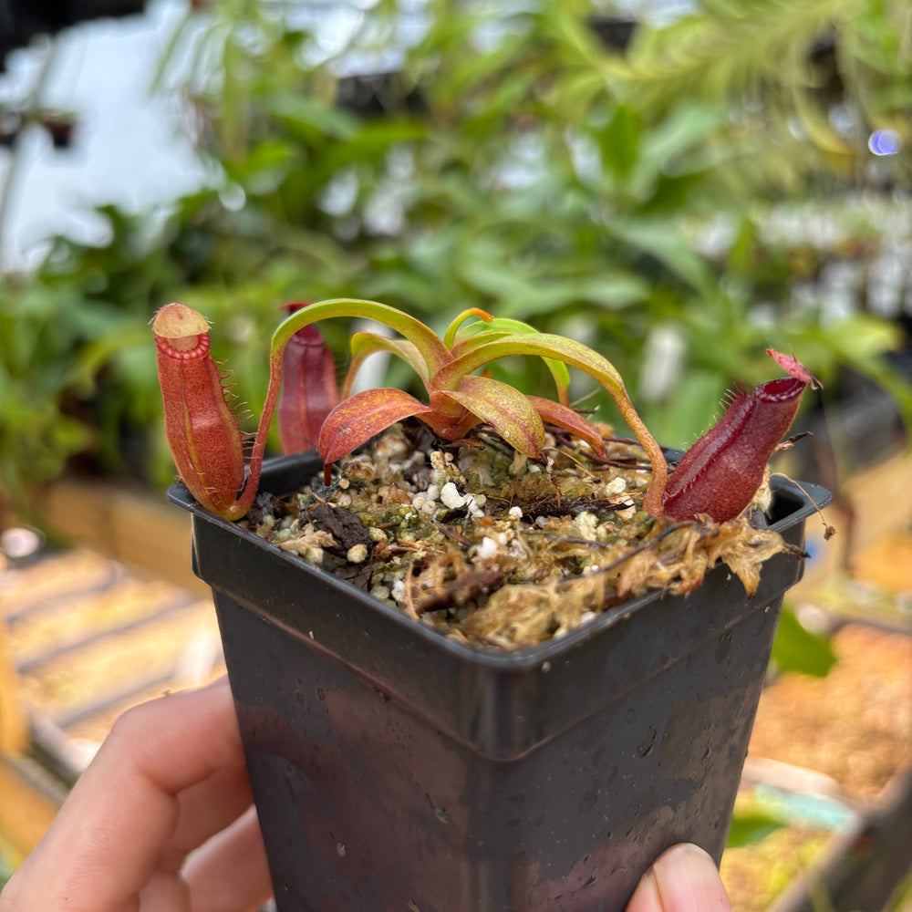 
                      
                        [A846] Nepenthes (diabolica x hamata) x edwardsiana
                      
                    