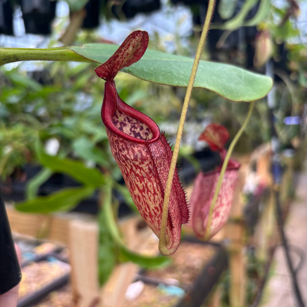
                      
                        [A847] Nepenthes rajah x eymae Clone: 09
                      
                    