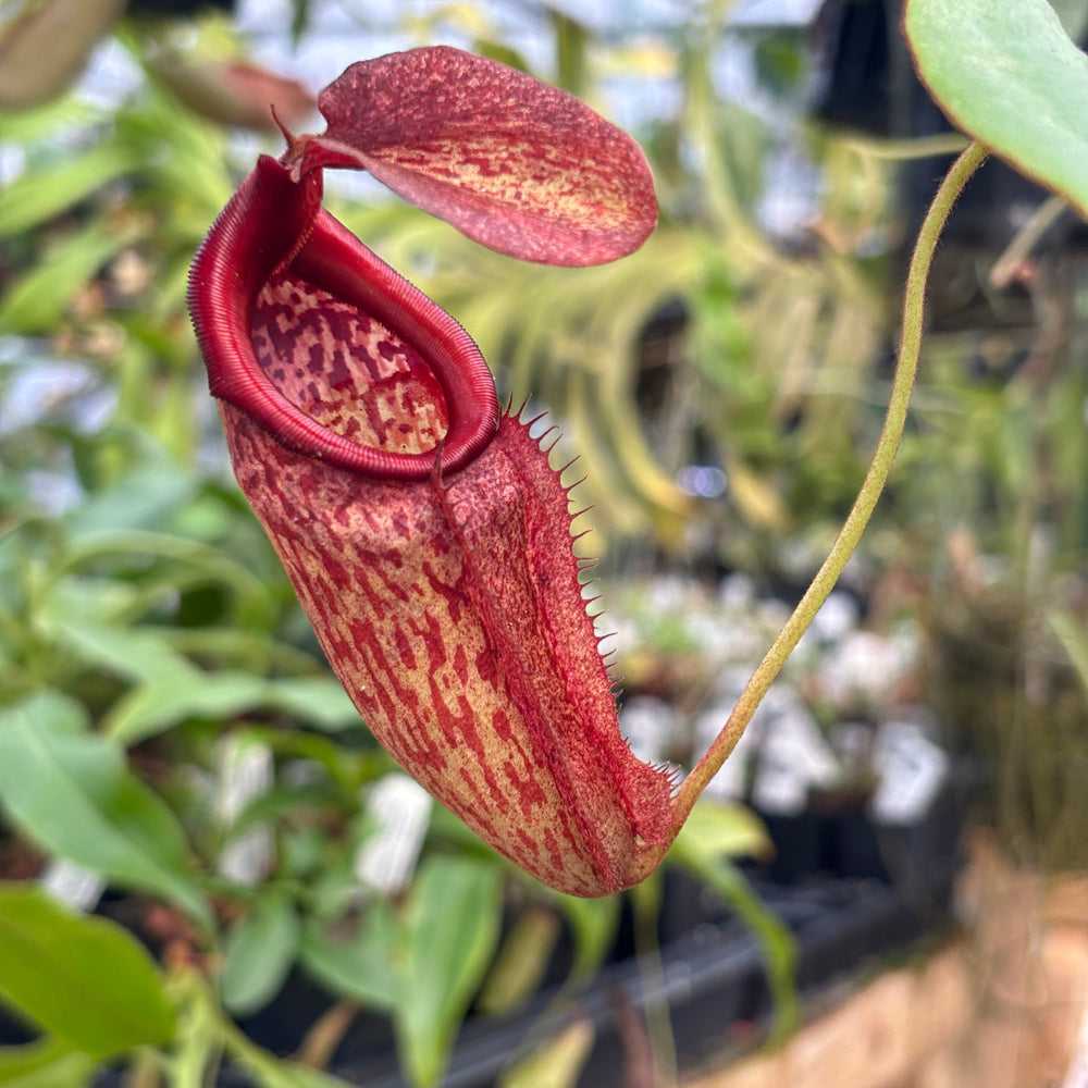 
                      
                        [A847] Nepenthes rajah x eymae Clone: 09
                      
                    