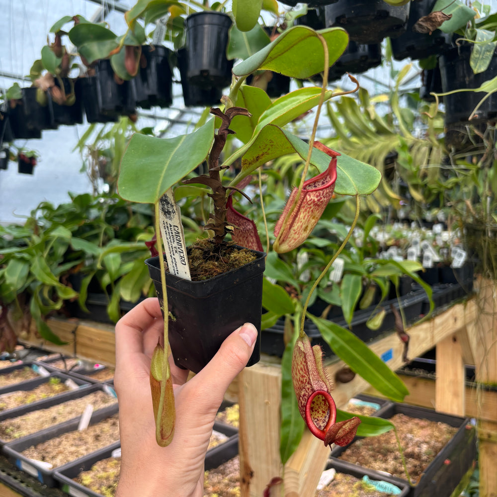 
                      
                        [A847] Nepenthes rajah x eymae Clone: 09
                      
                    