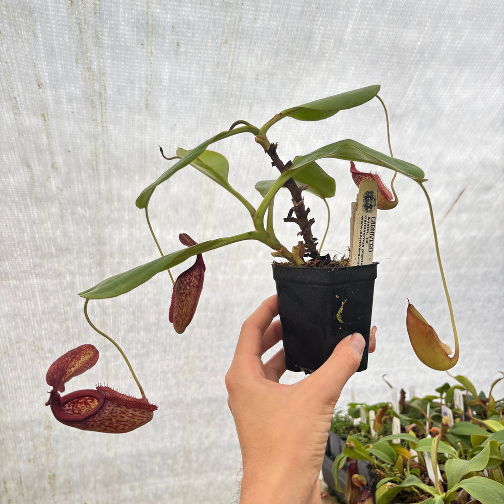 
                      
                        [A847] Nepenthes rajah x eymae Clone: 09
                      
                    