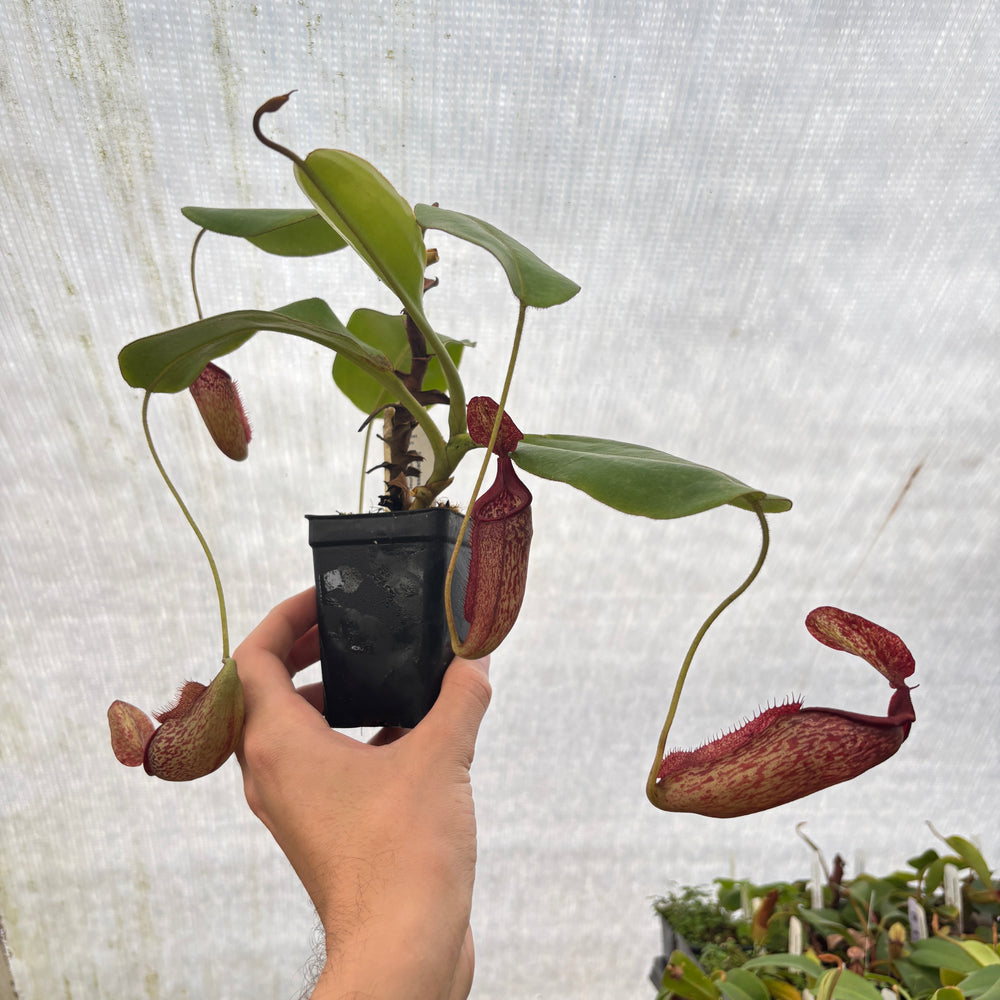 
                      
                        [A847] Nepenthes rajah x eymae Clone: 09
                      
                    