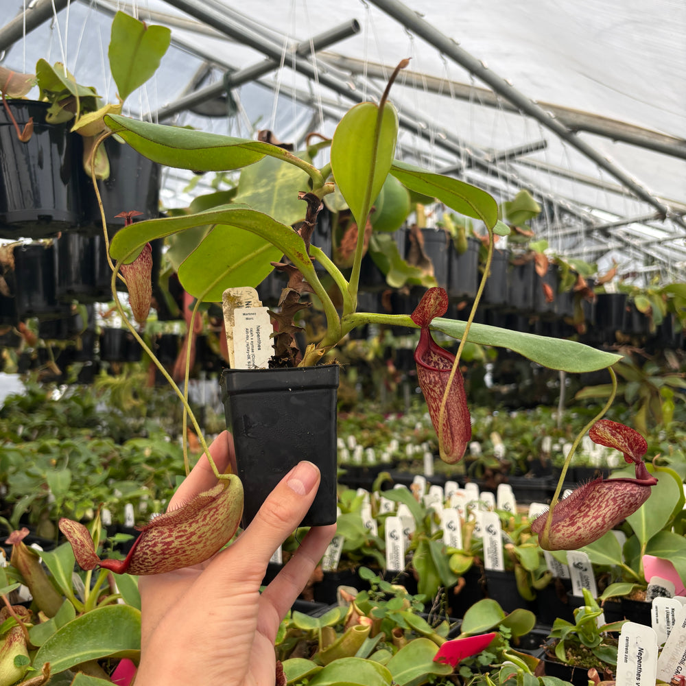[A847] Nepenthes rajah x eymae Clone: 09