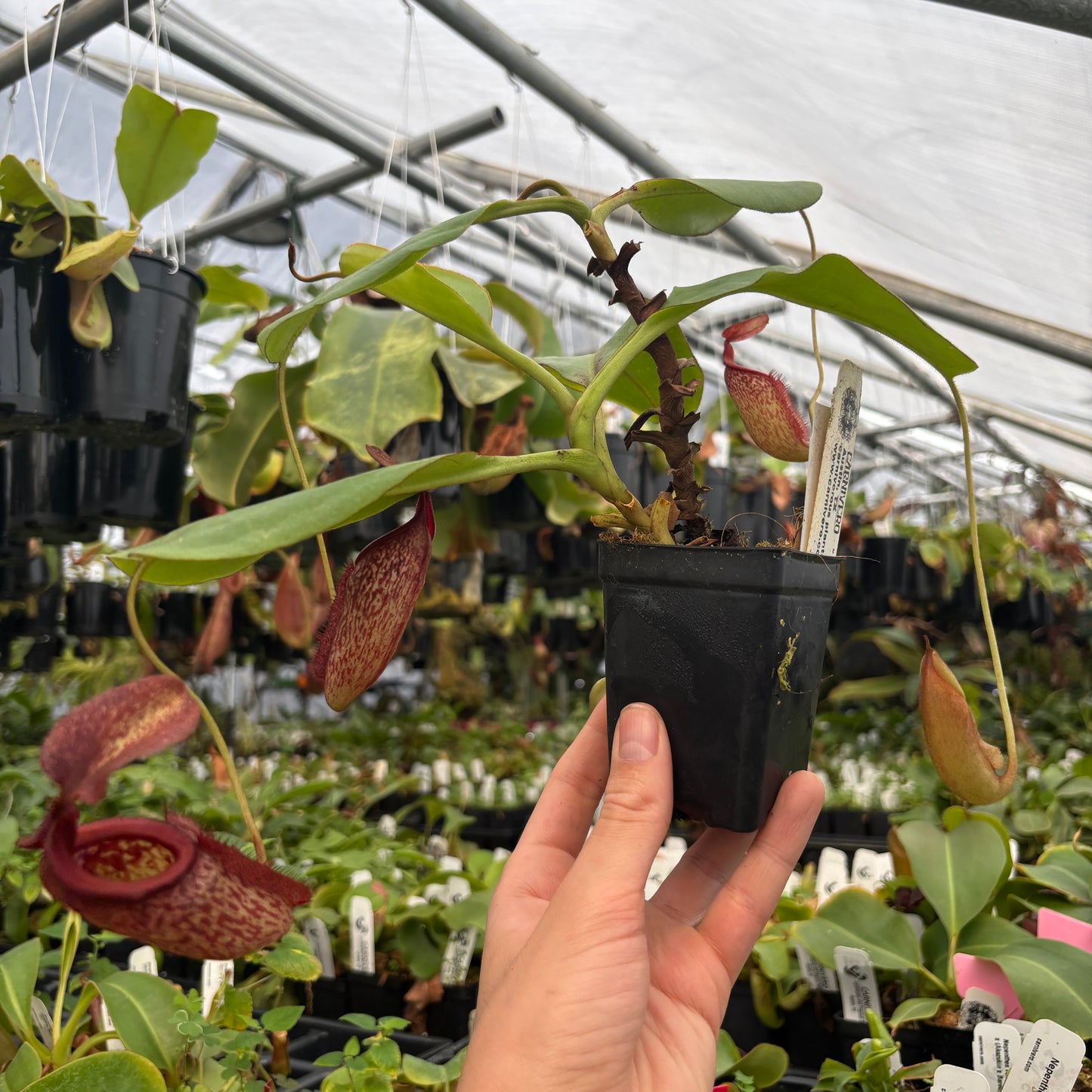 [A847] Nepenthes rajah x eymae Clone: 09