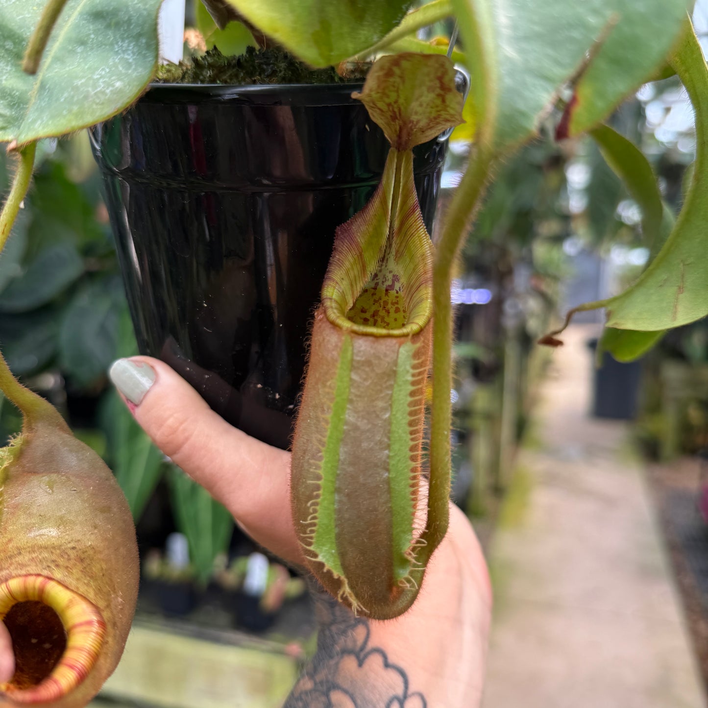 pitcher plant hanging basket WH0200 Nepenthes (veitchii x lowii) x veitchii (hanging basket) (XL) – Carnivero