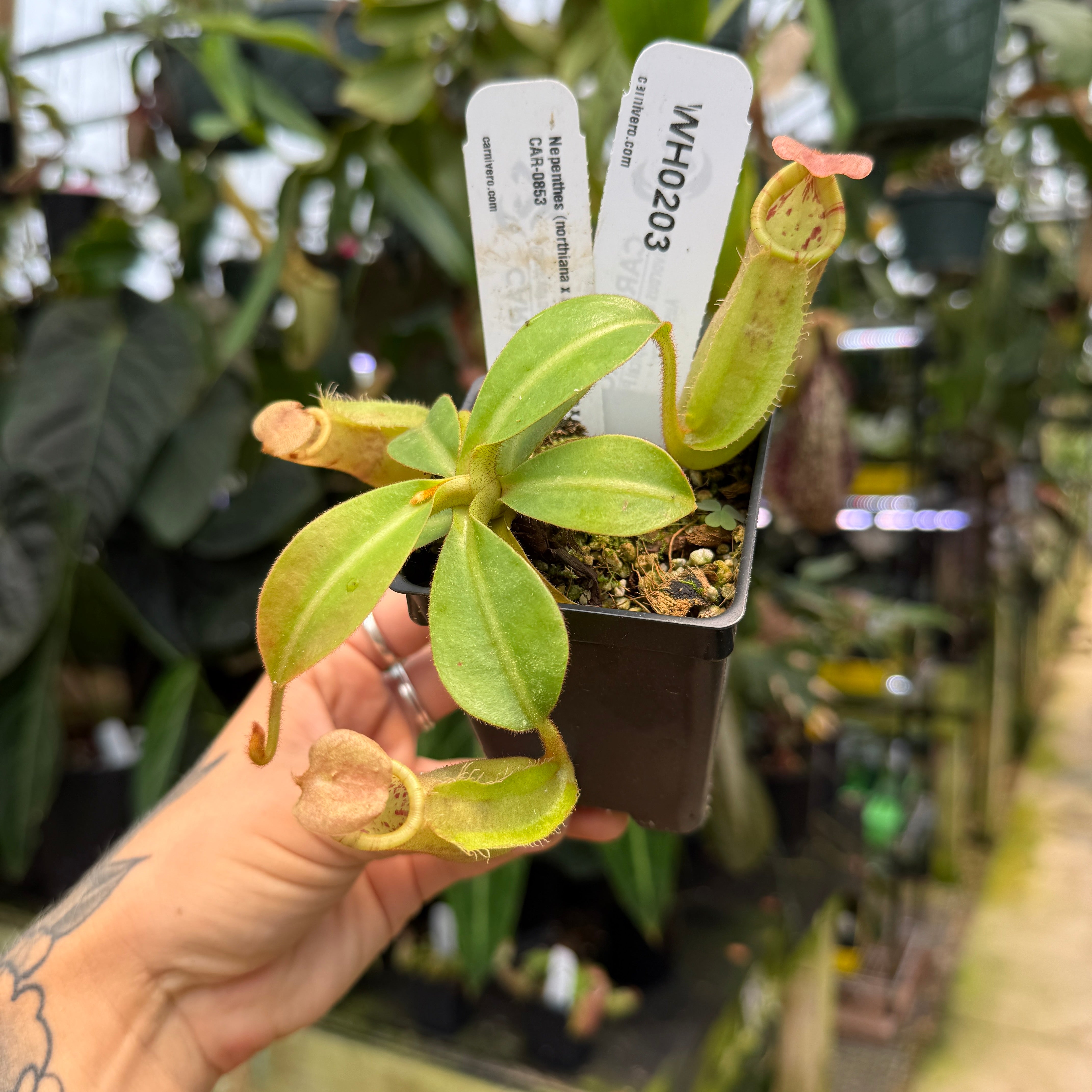 WH0203 Nepenthes (northiana x veitchii) x (Viking x veitchii), CAR