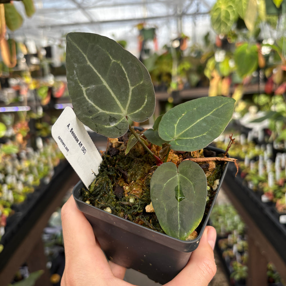 Anthurium besseae aff. (Scott Cohen)