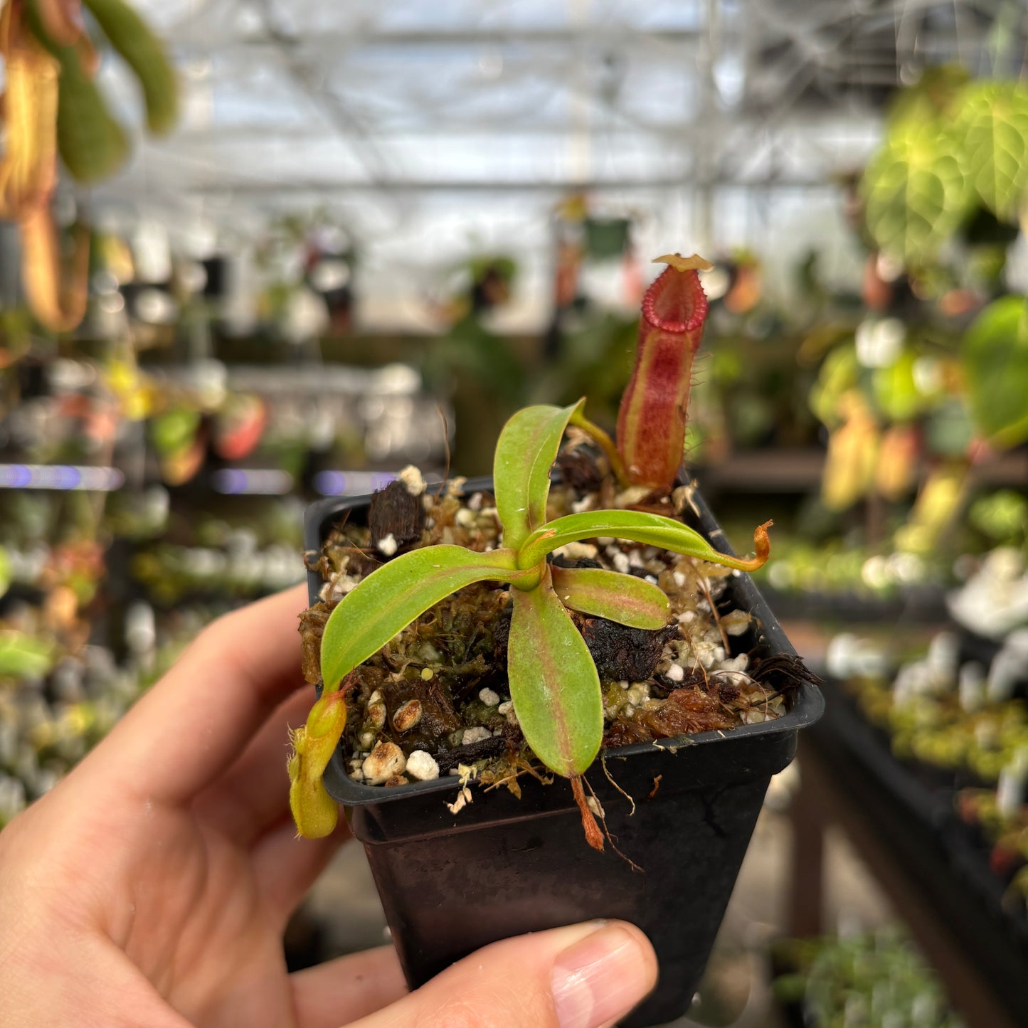 [A850] Nepenthes (diabolica x hamata) x edwardsiana