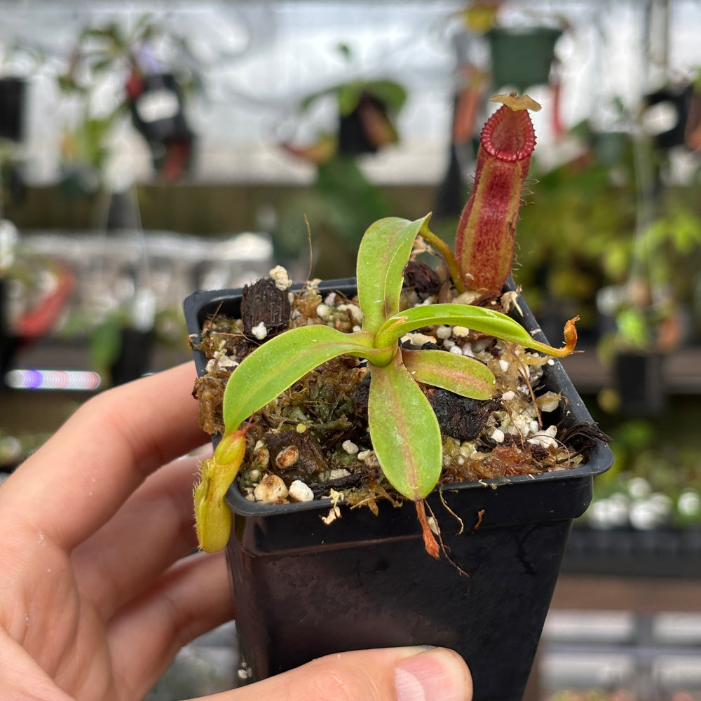 
                      
                        [A850] Nepenthes (diabolica x hamata) x edwardsiana
                      
                    