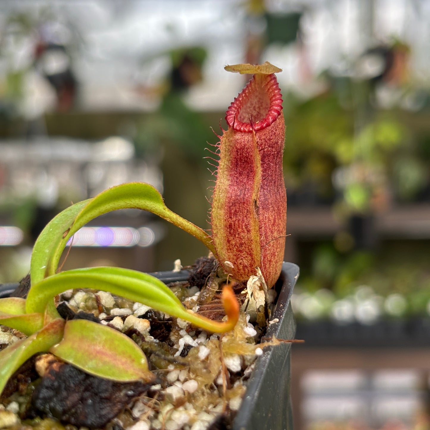 [A850] Nepenthes (diabolica x hamata) x edwardsiana