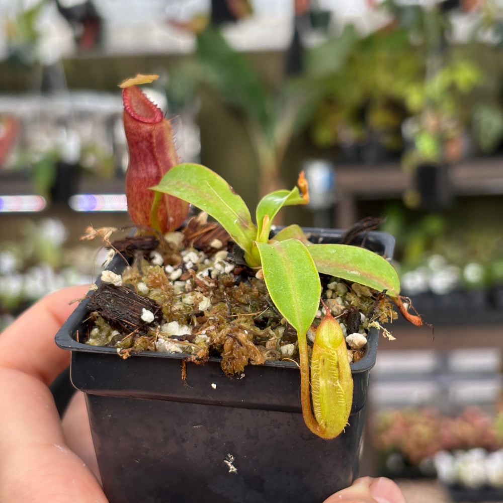 
                      
                        [A850] Nepenthes (diabolica x hamata) x edwardsiana
                      
                    