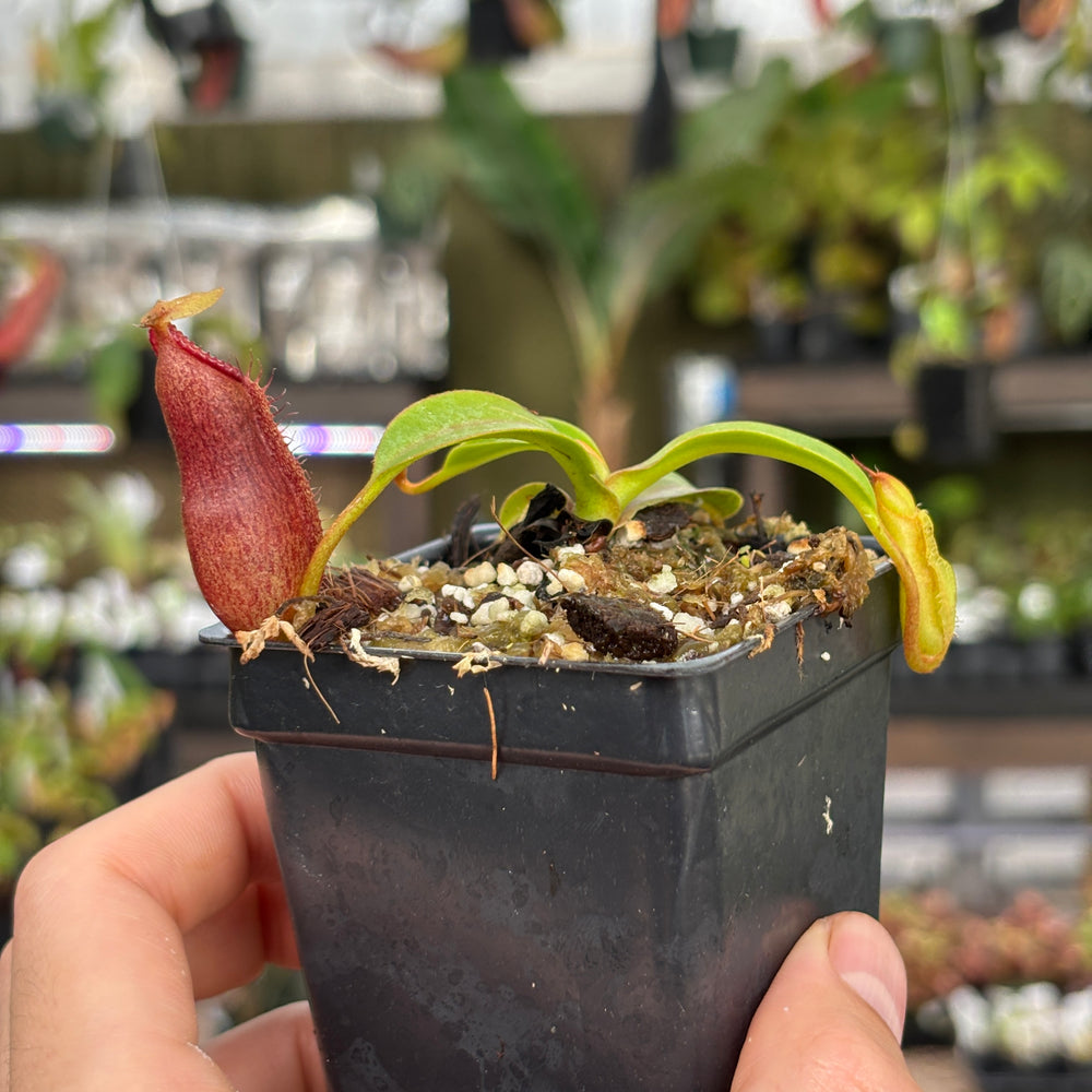 
                      
                        [A850] Nepenthes (diabolica x hamata) x edwardsiana
                      
                    