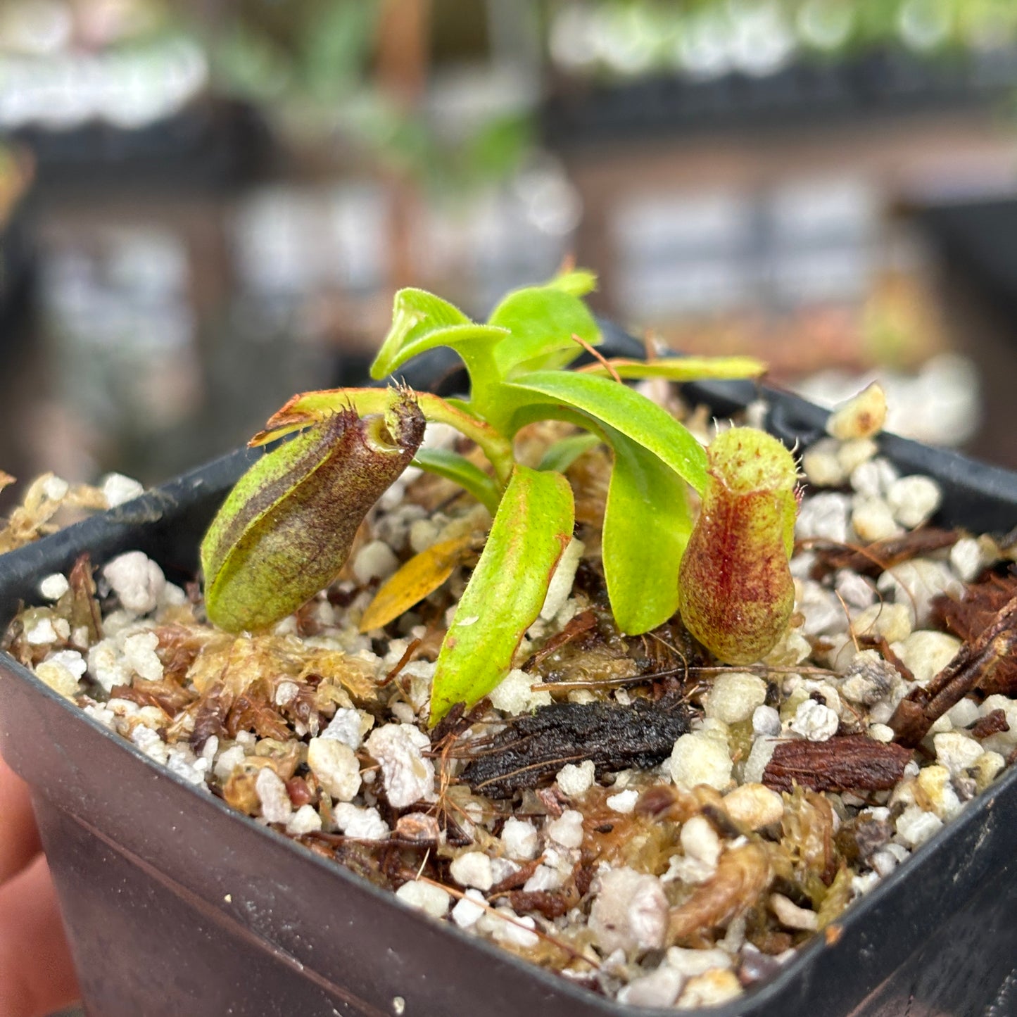 [A851] Nepenthes naga (Paul Barden) x naga, CAR-0568