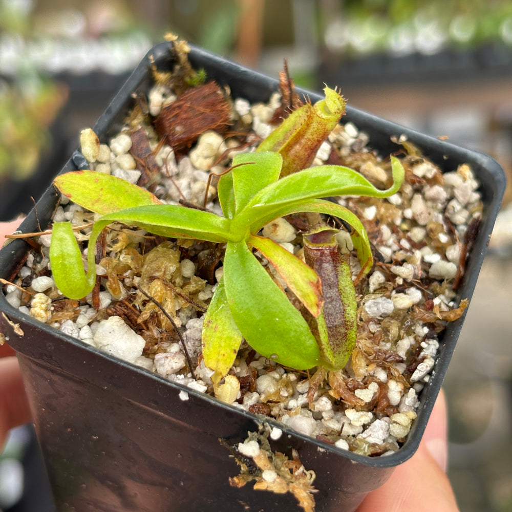
                      
                        [A851] Nepenthes naga (Paul Barden) x naga, CAR-0568
                      
                    