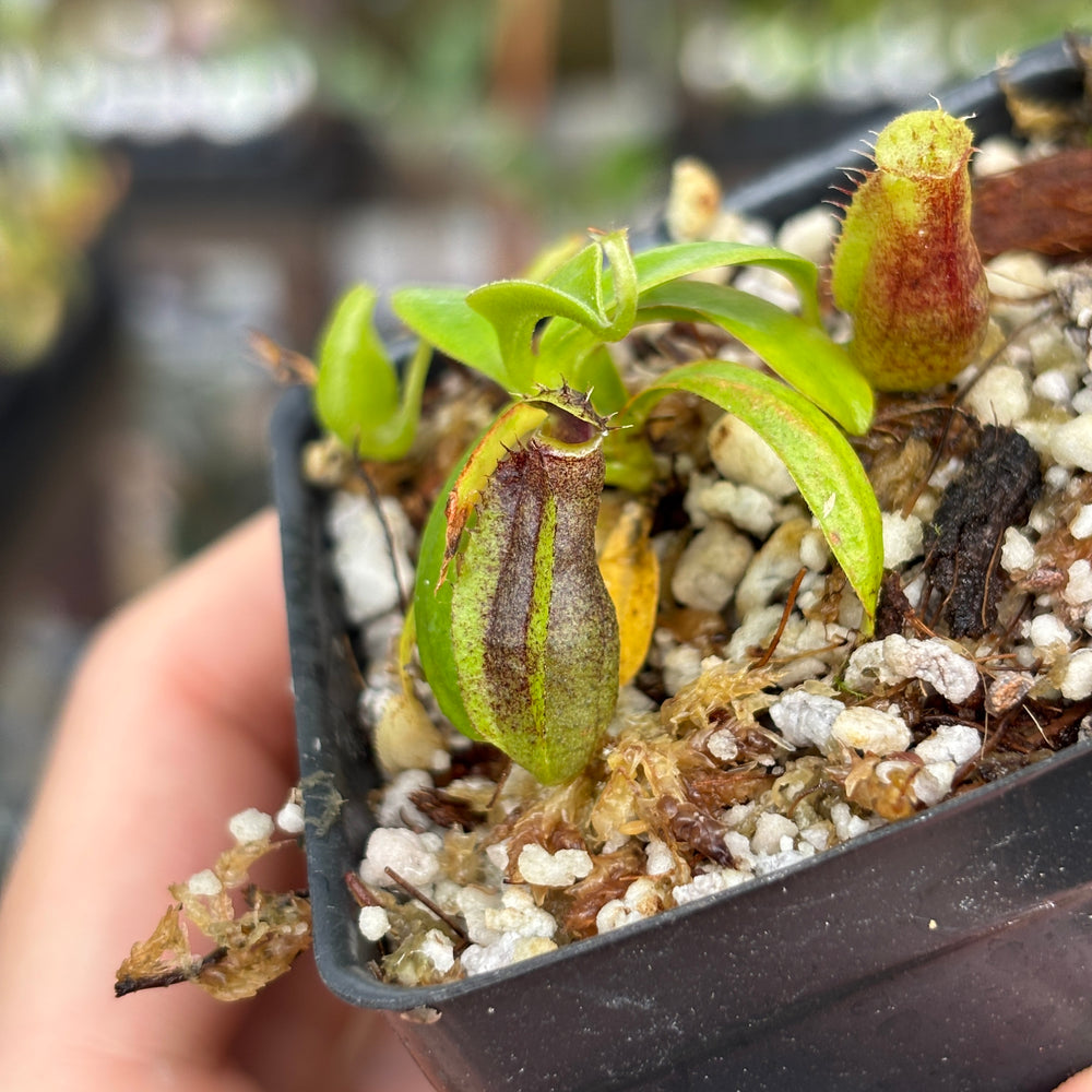
                      
                        [A851] Nepenthes naga (Paul Barden) x naga, CAR-0568
                      
                    