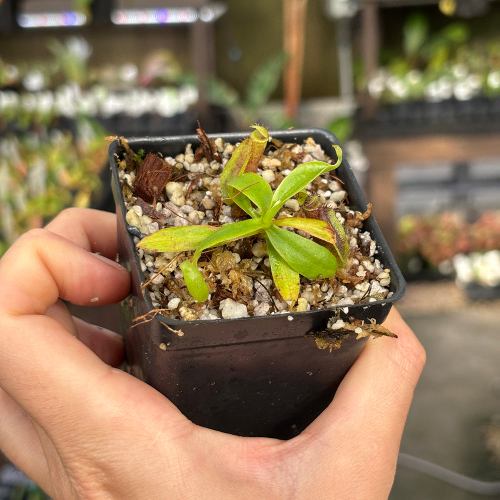 
                      
                        [A851] Nepenthes naga (Paul Barden) x naga, CAR-0568
                      
                    