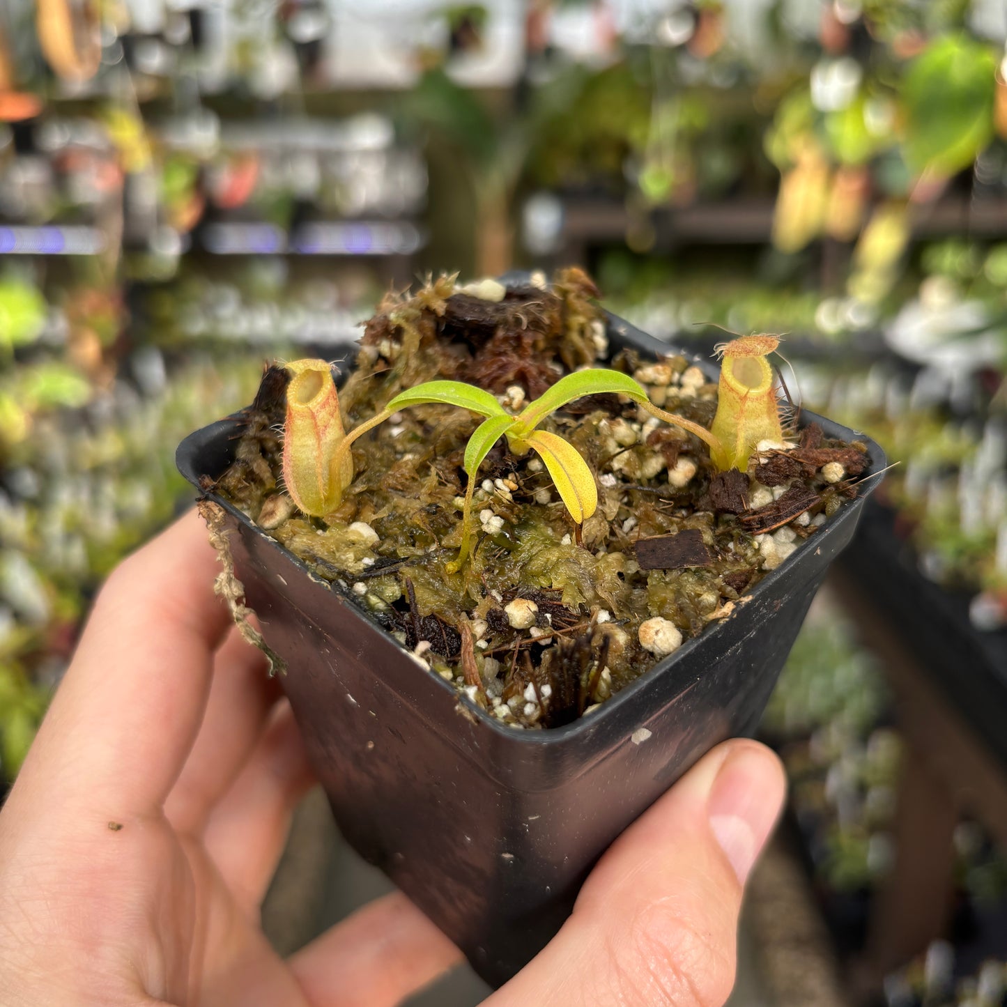 [A852] Nepenthes undulatifolia x macrophylla