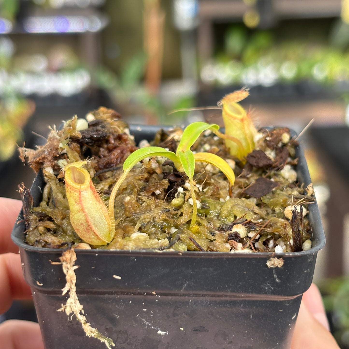 [A852] Nepenthes undulatifolia x macrophylla