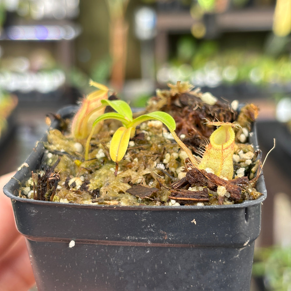 
                      
                        [A852] Nepenthes undulatifolia x macrophylla
                      
                    