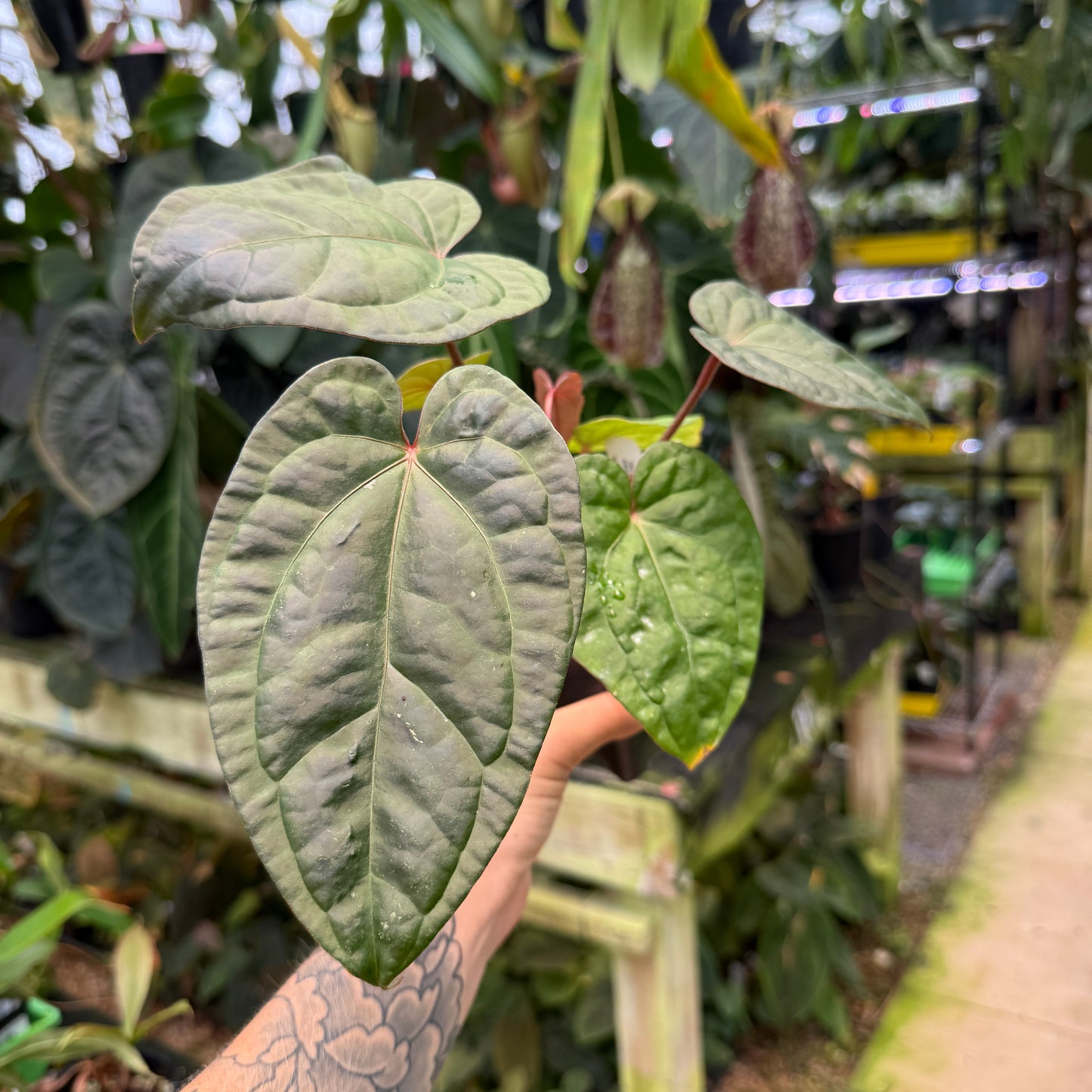 anthurium zara WH0219 Anthurium ('Zara' x 'Michelle' -Tezula Premium) x debilis, CAR- – Carnivero