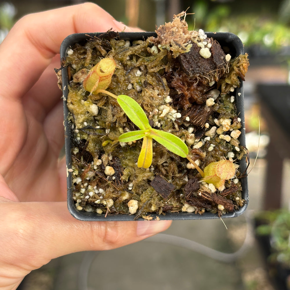 
                      
                        [A852] Nepenthes undulatifolia x macrophylla
                      
                    