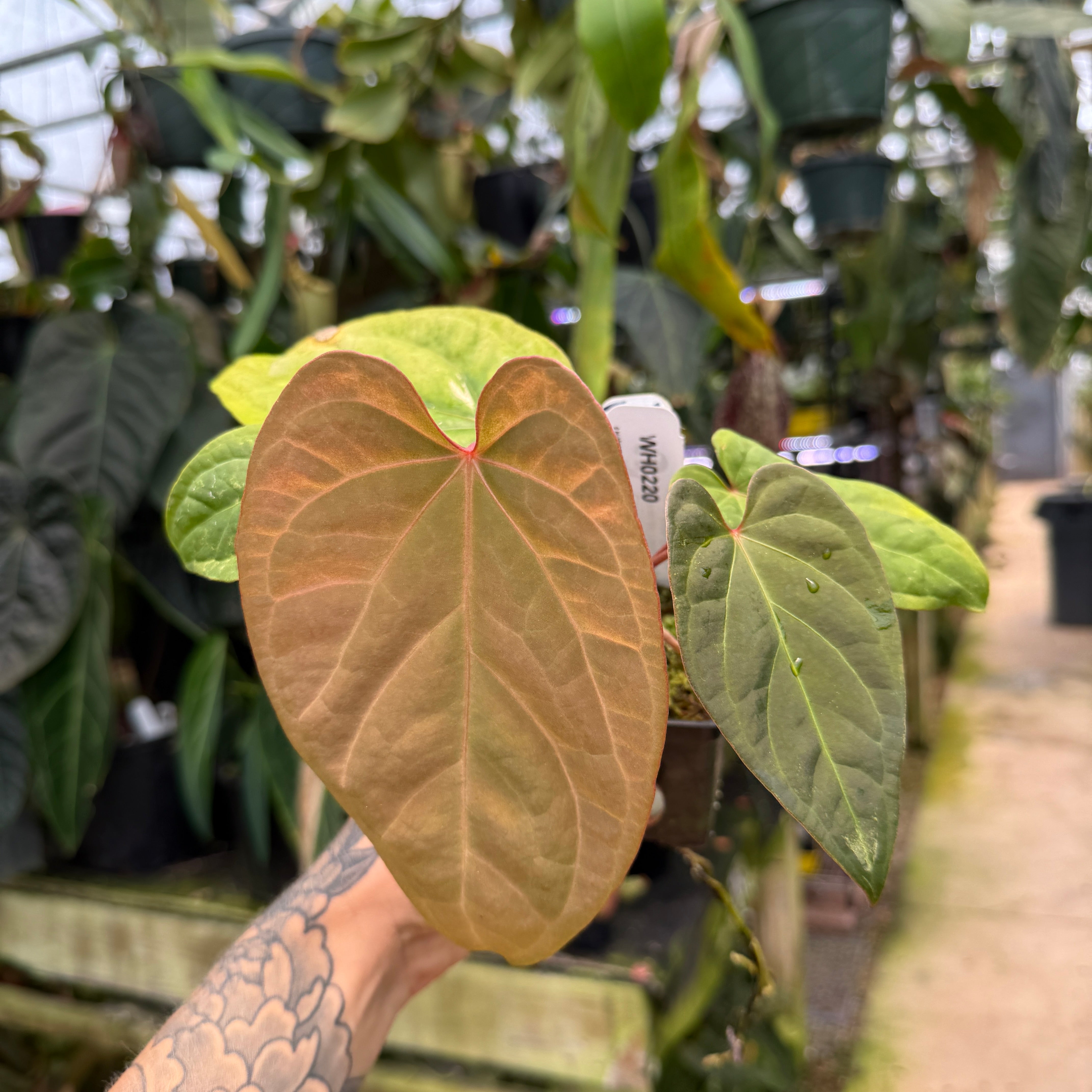 Anthurium – Carnivero