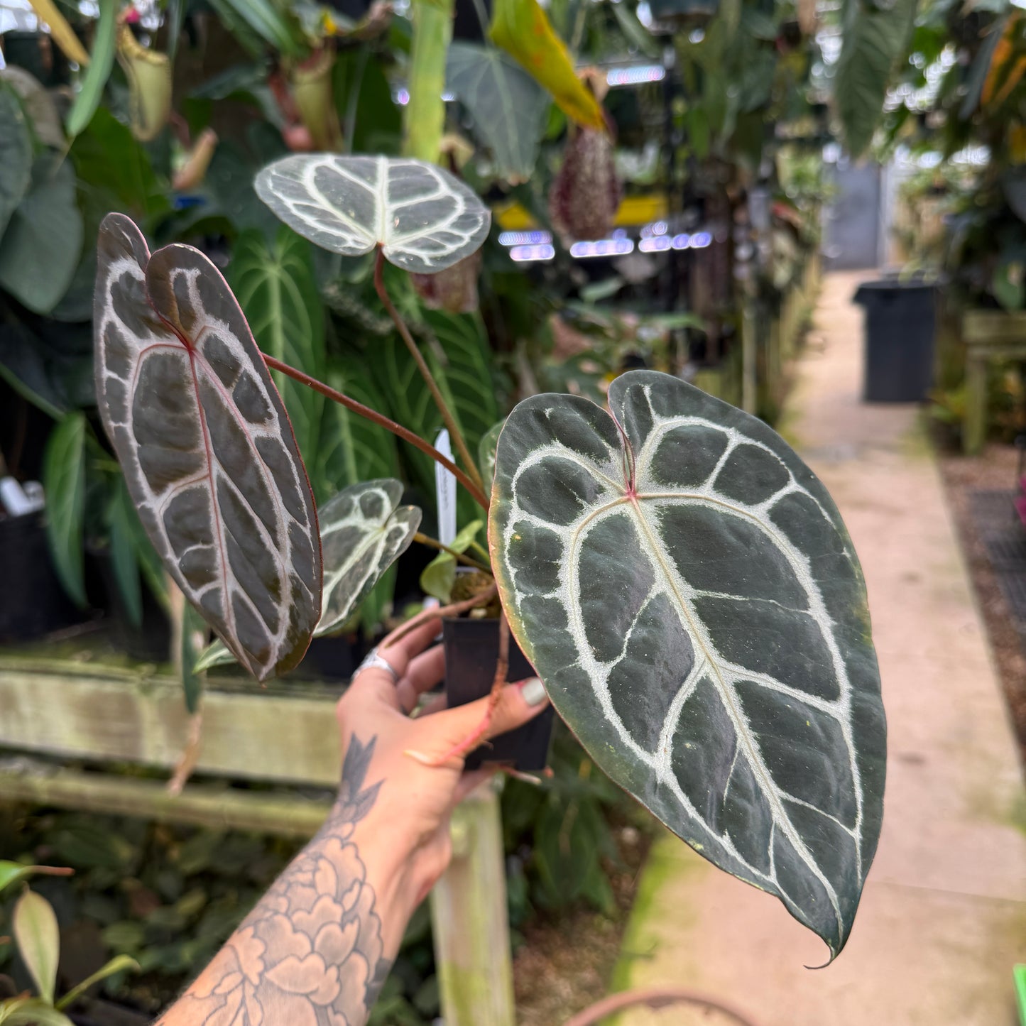 anthurium m WH0221 Anthurium (crystallinum x magnificum) x 'Michelle', CAR-0573 (M – Carnivero