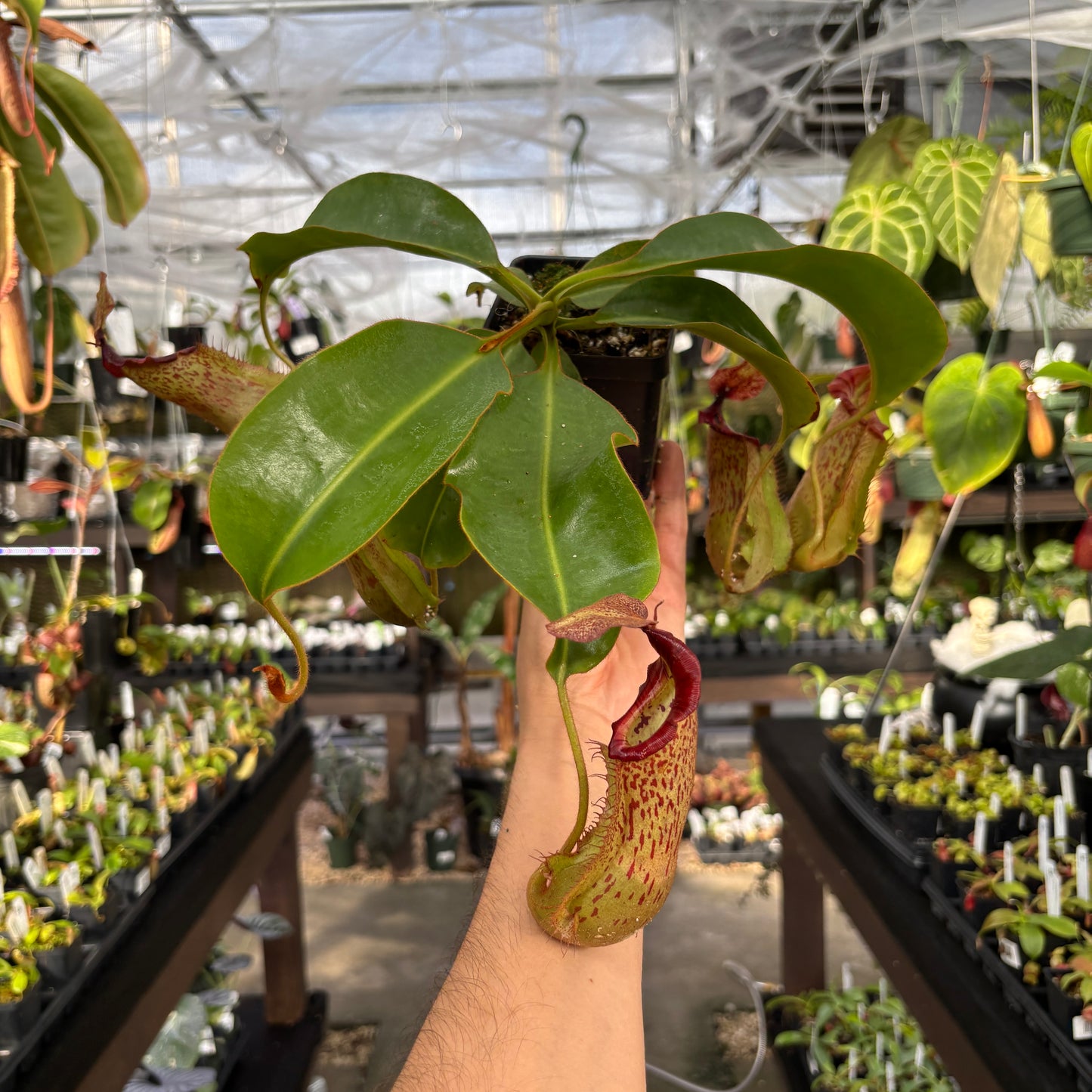 [A854] Nepenthes boschiana EP x veitchii 'Cobra', CAR-0302