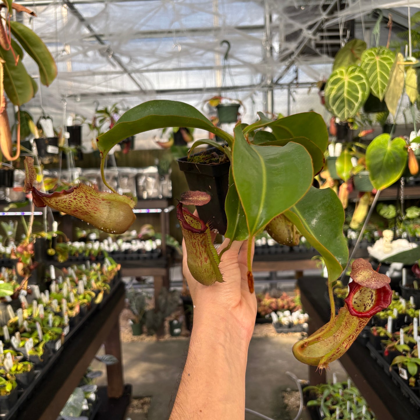 [A854] Nepenthes boschiana EP x veitchii 'Cobra', CAR-0302