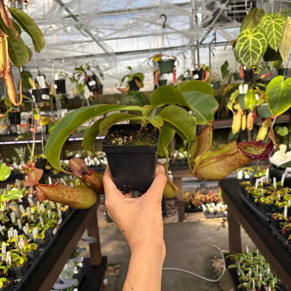 
                      
                        [A854] Nepenthes boschiana EP x veitchii 'Cobra', CAR-0302
                      
                    