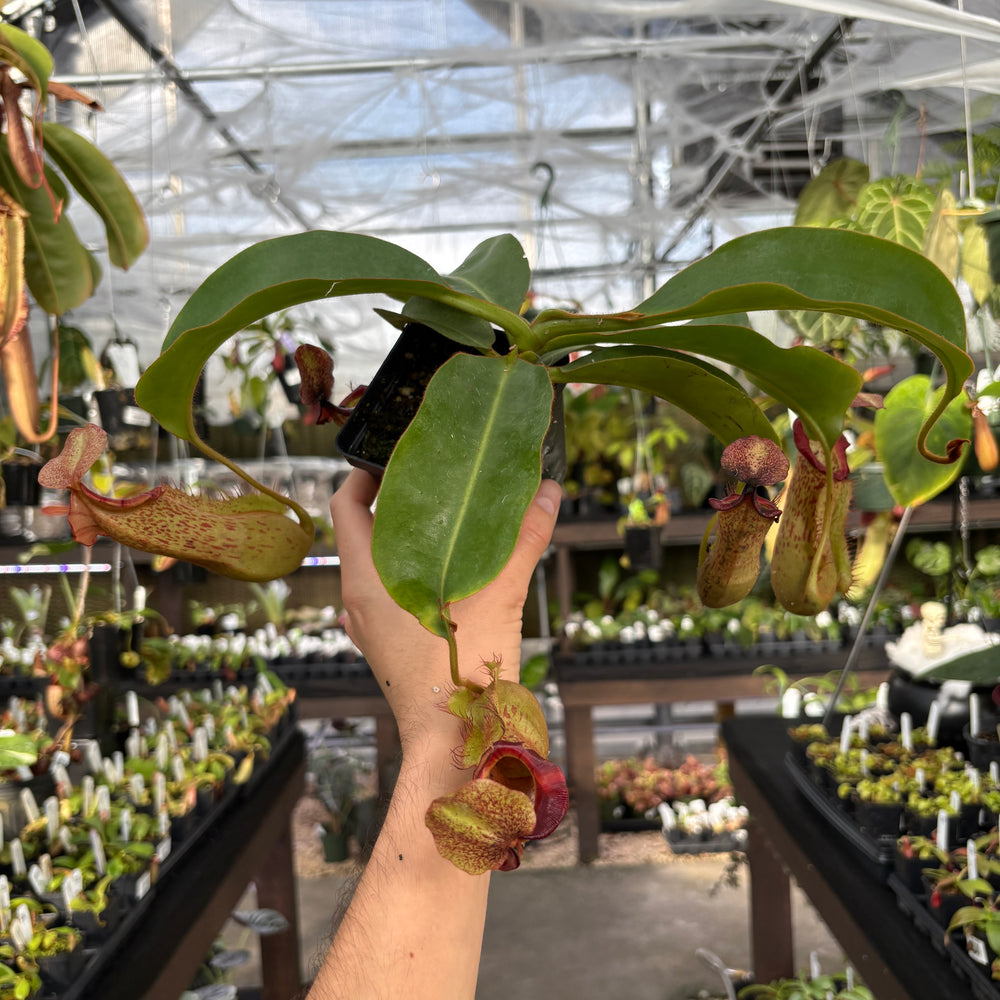 
                      
                        [A854] Nepenthes boschiana EP x veitchii 'Cobra', CAR-0302
                      
                    