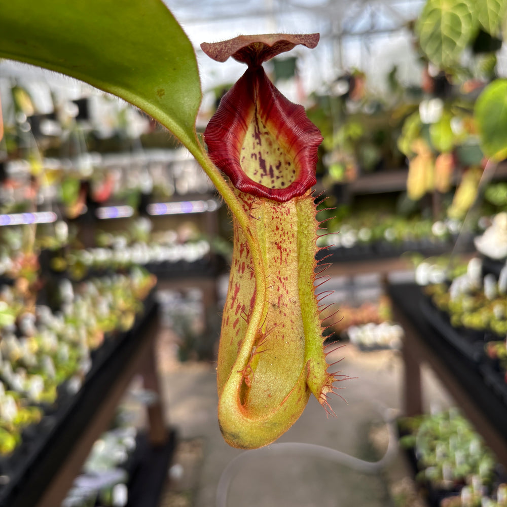 
                      
                        [A854] Nepenthes boschiana EP x veitchii 'Cobra', CAR-0302
                      
                    
