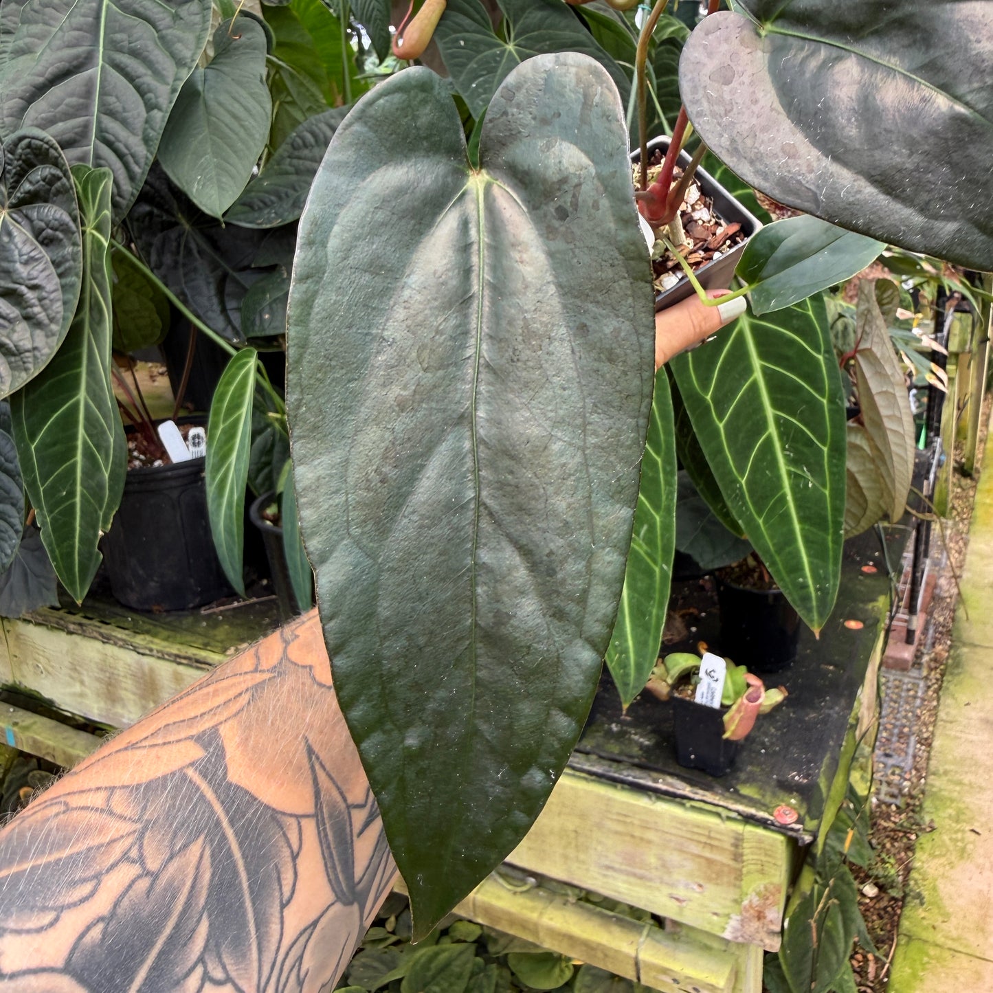 anthurium m WH0224 Anthurium 'Gigi' x carlablackiae, CAR-1078 (M) – Carnivero