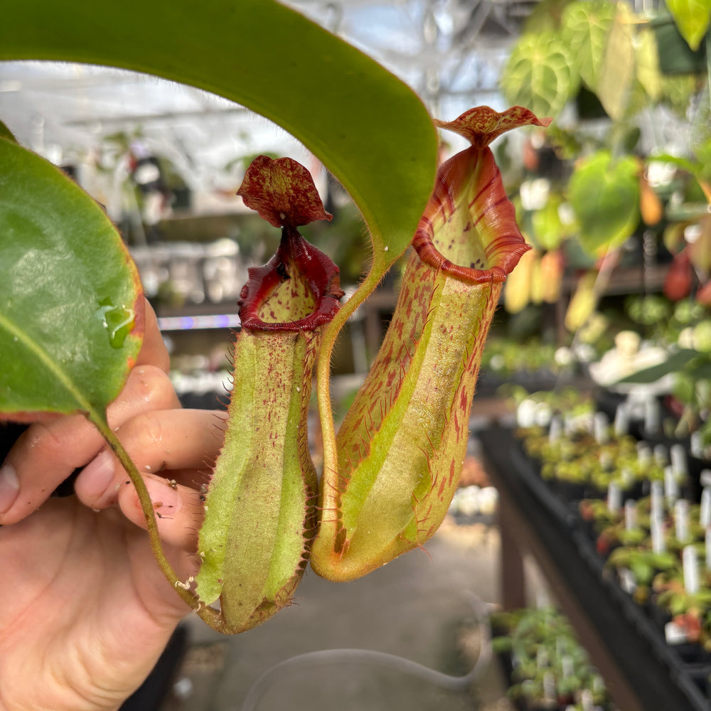 
                      
                        [A854] Nepenthes boschiana EP x veitchii 'Cobra', CAR-0302
                      
                    