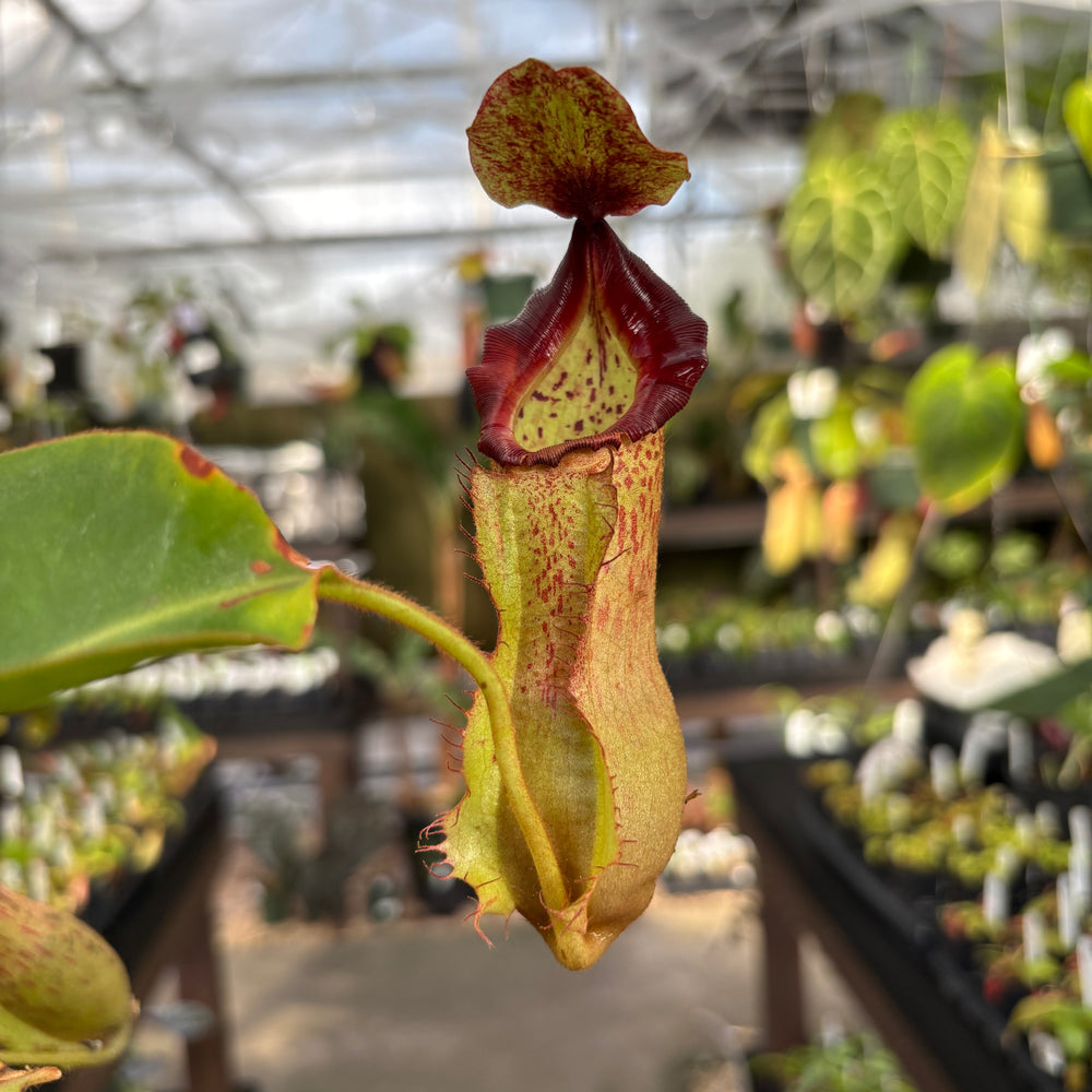 
                      
                        [A854] Nepenthes boschiana EP x veitchii 'Cobra', CAR-0302
                      
                    