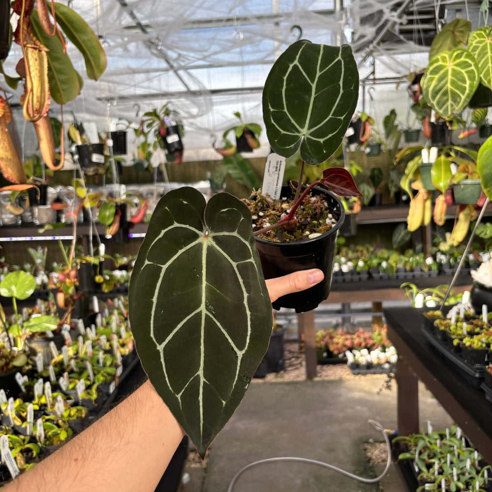 [A856] Anthurium carlablackiae x (Zara x Michelle- veining)
