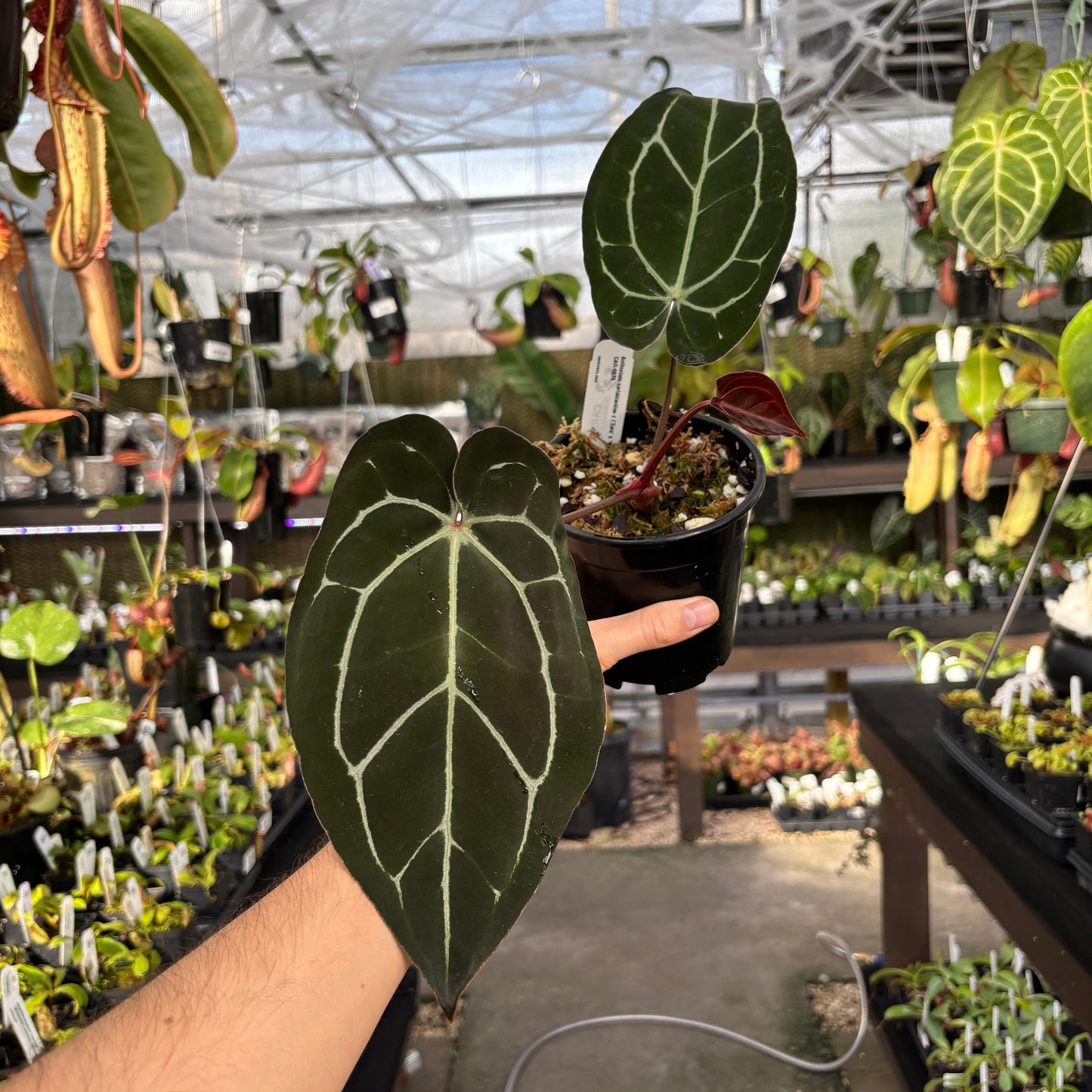 [A856] Anthurium carlablackiae x (Zara x Michelle- veining)