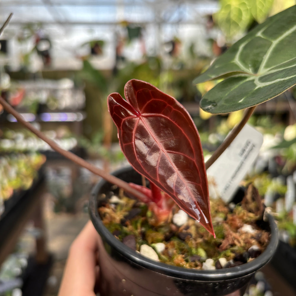 
                      
                        [A856] Anthurium carlablackiae x (Zara x Michelle- veining)
                      
                    
