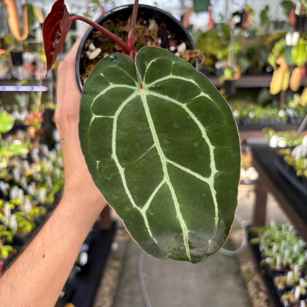 
                      
                        [A856] Anthurium carlablackiae x (Zara x Michelle- veining)
                      
                    