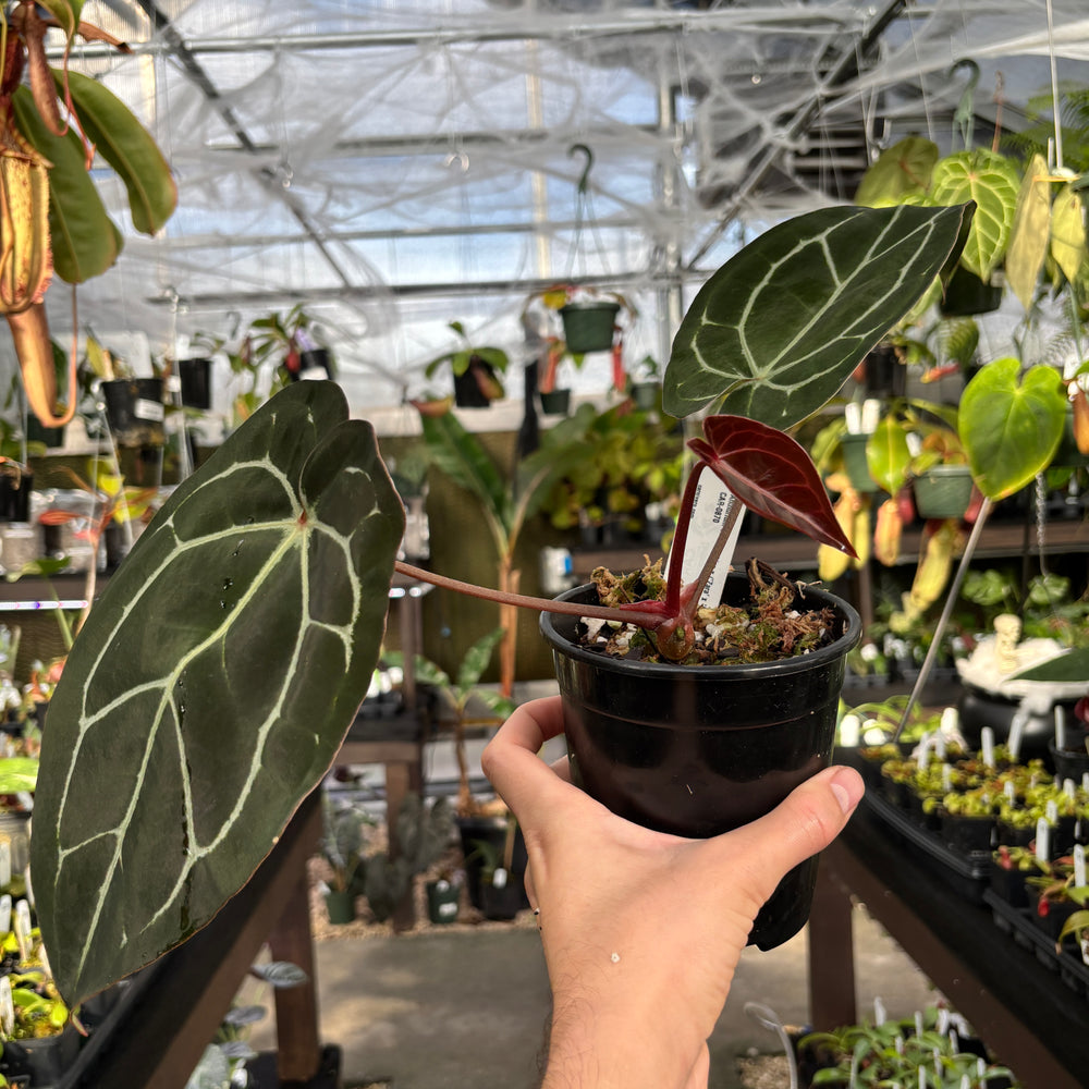 
                      
                        [A856] Anthurium carlablackiae x (Zara x Michelle- veining)
                      
                    