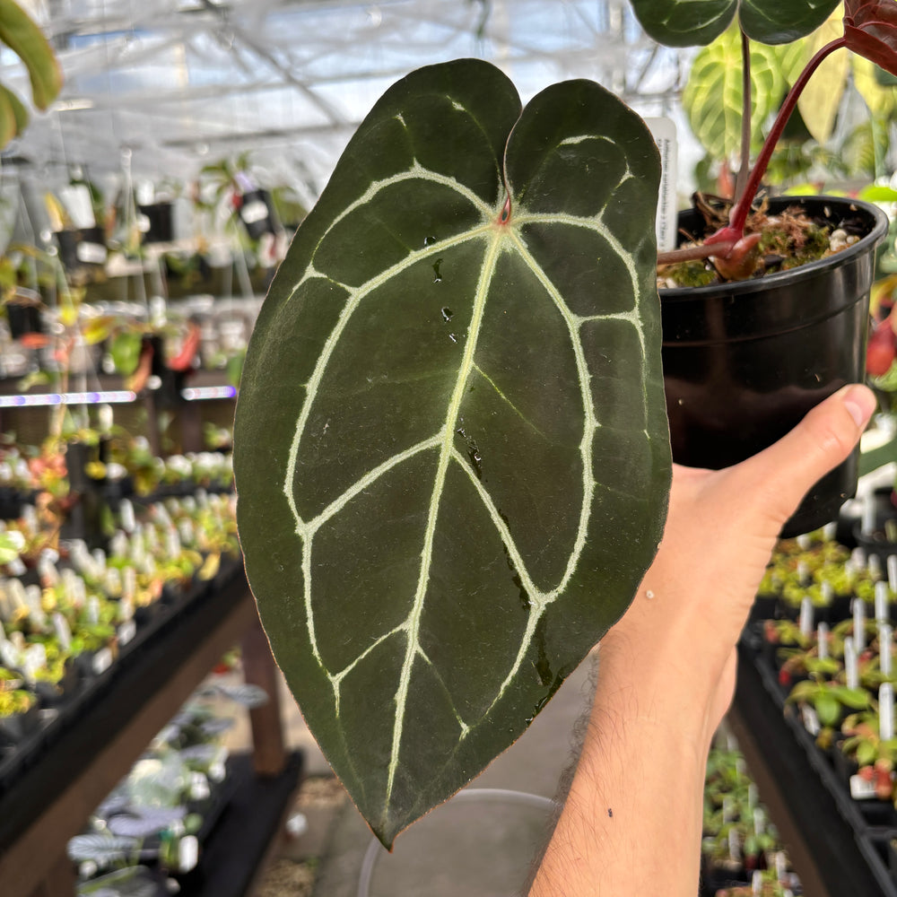 [A856] Anthurium carlablackiae x (Zara x Michelle- veining)