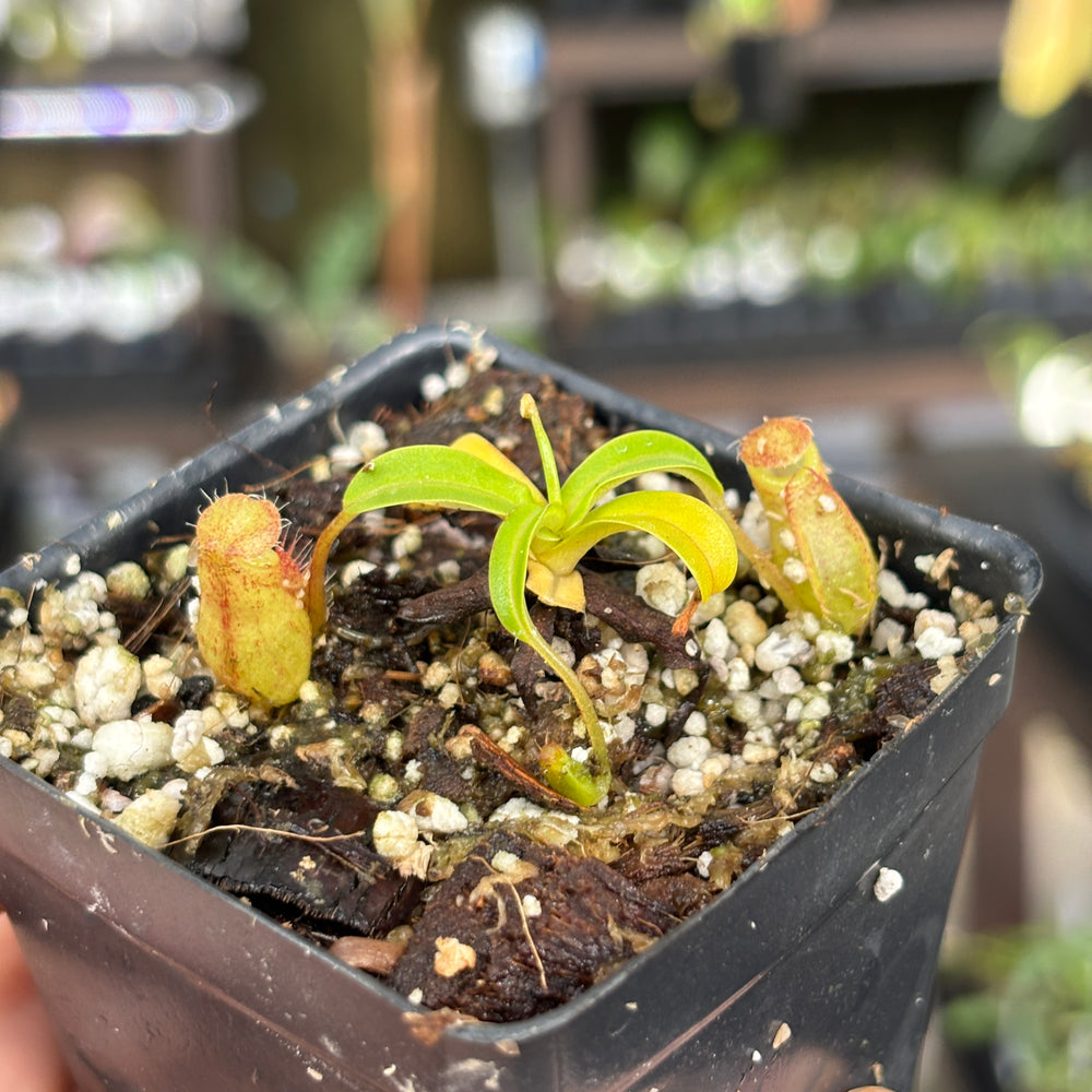 [A860] Nepenthes undulatifolia x edwardsiana