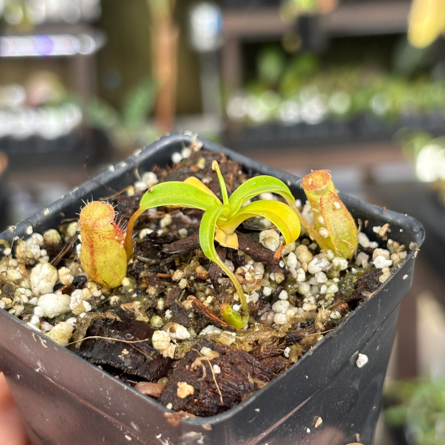 [A860] Nepenthes undulatifolia x edwardsiana