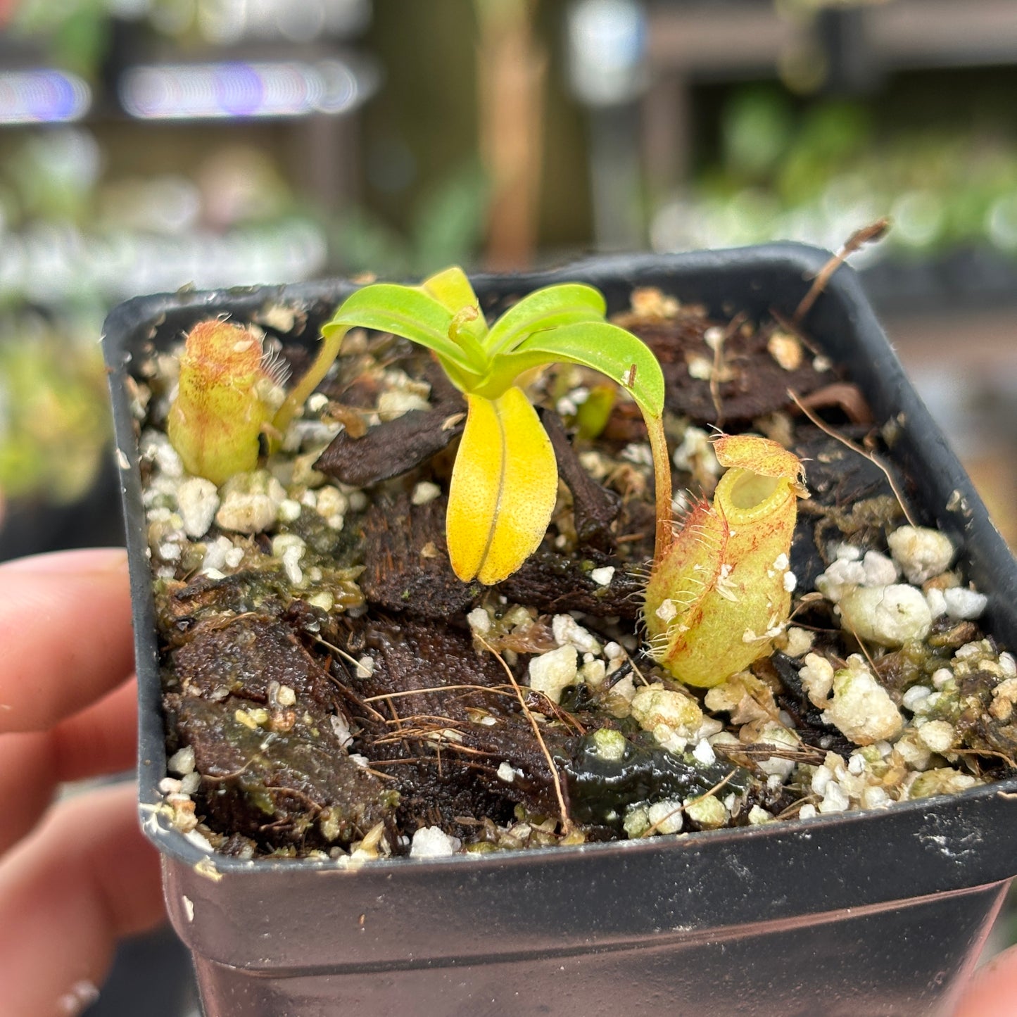 [A860] Nepenthes undulatifolia x edwardsiana