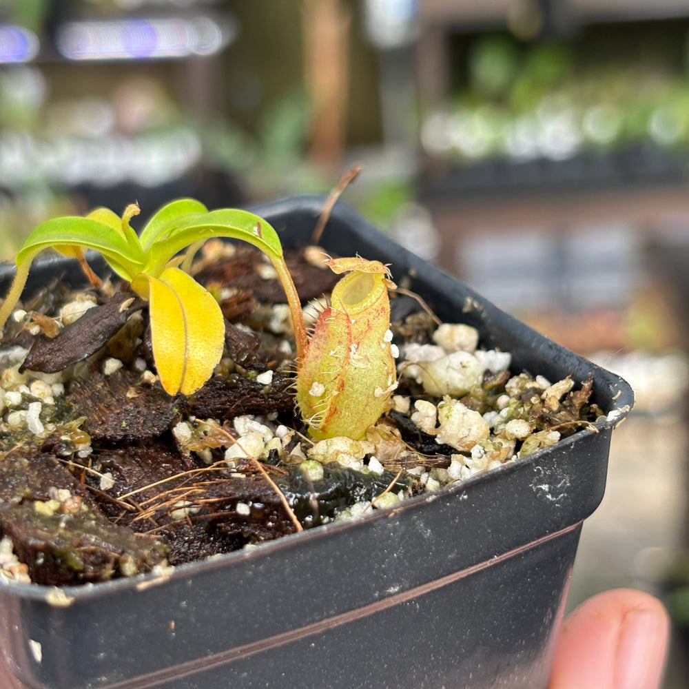 
                      
                        [A860] Nepenthes undulatifolia x edwardsiana
                      
                    