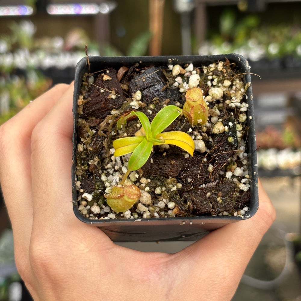 
                      
                        [A860] Nepenthes undulatifolia x edwardsiana
                      
                    