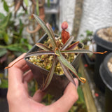 [A109] Nepenthes muluensis